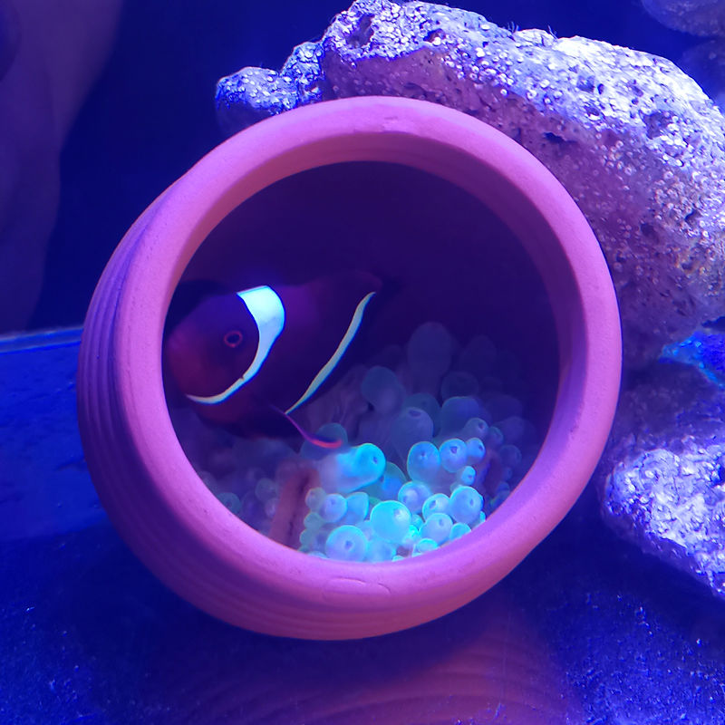 Ceramics Jar Fish Tank Decorat - Hide Cave Ceramic incelemesi ve fiyatı