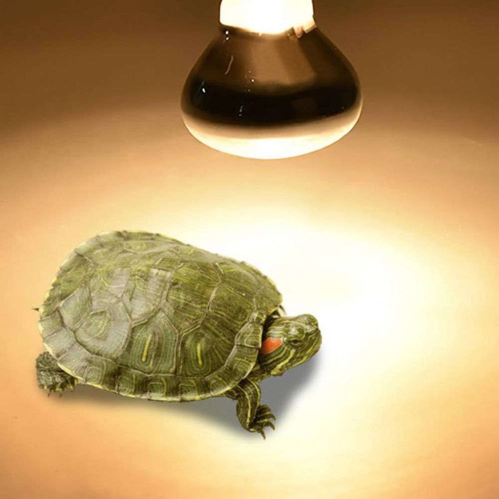 Turtle Temperature Controller  - Basking Bulb Halogen incelemesi ve fiyatı