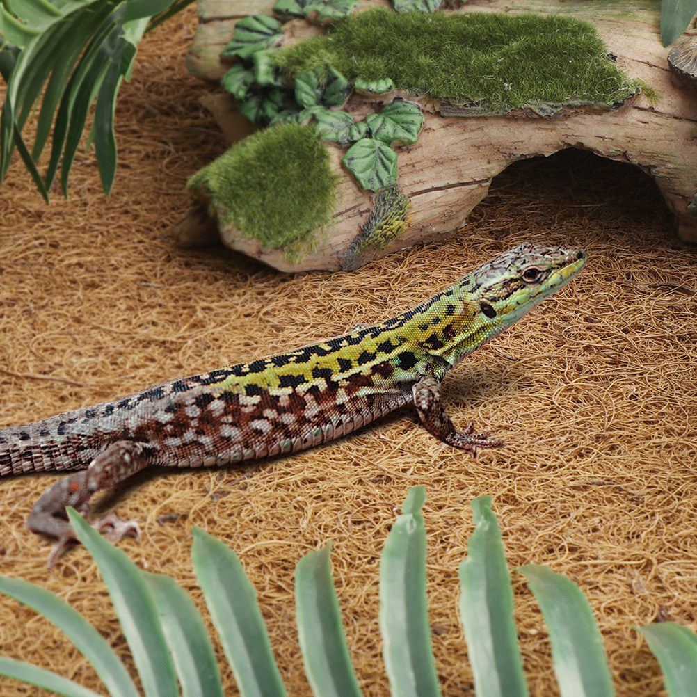Reptile Terrarium Bedding Subs - Substrate Coconut Fiber incelemesi ve fiyatı
