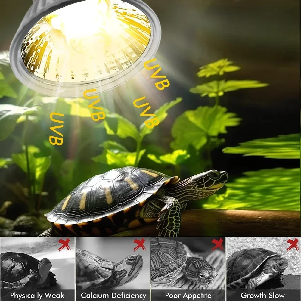 75/50/25W Tortoise Lizard Bask - Calcium Powder Reptile incelemesi ve fiyatı