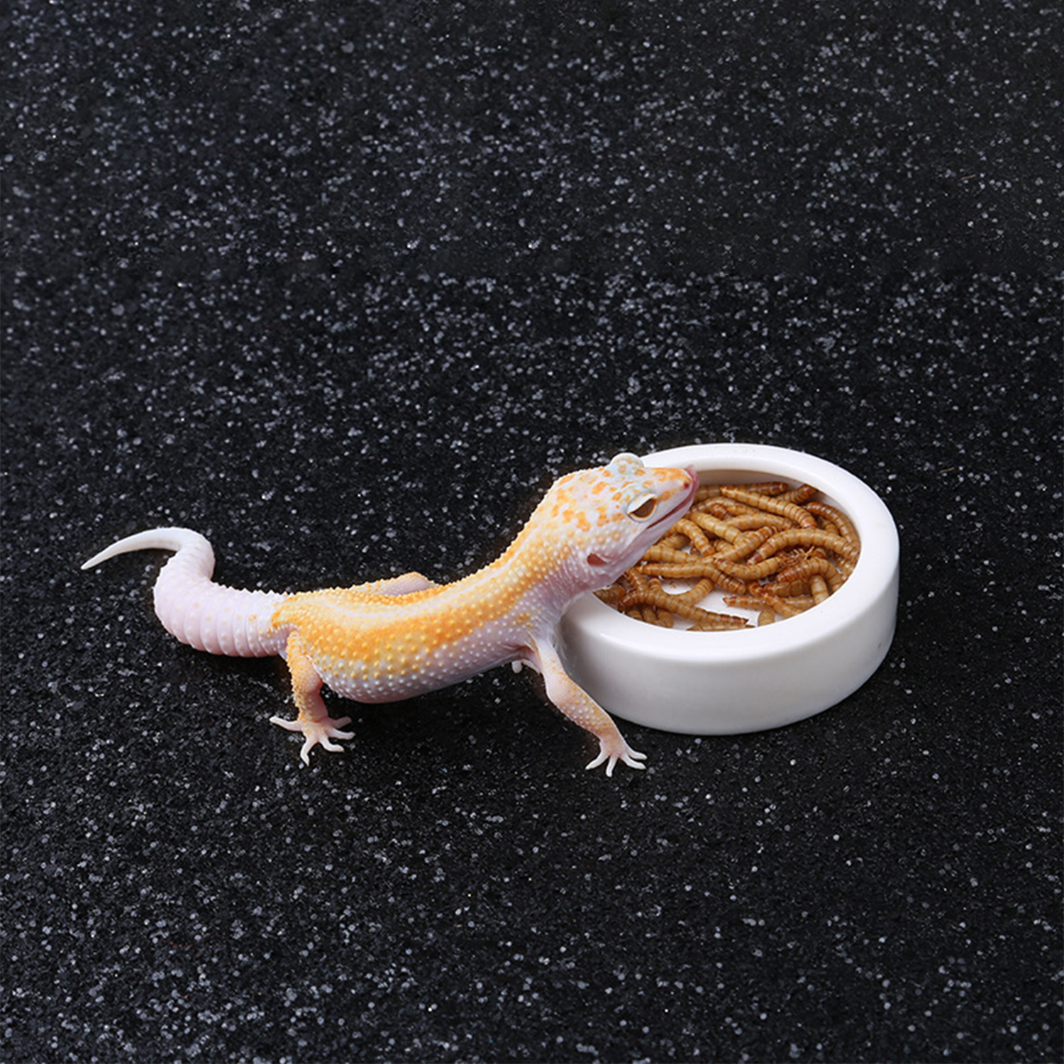 Reptile Food Bowl Feeding and  - Water Dish Reptile incelemesi ve fiyatı