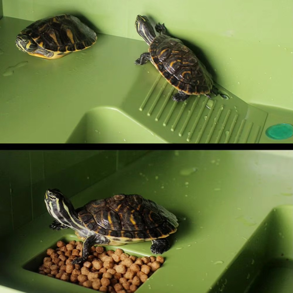 Water Land Slope Box Feeding C - Water Dish Reptile incelemesi ve fiyatı