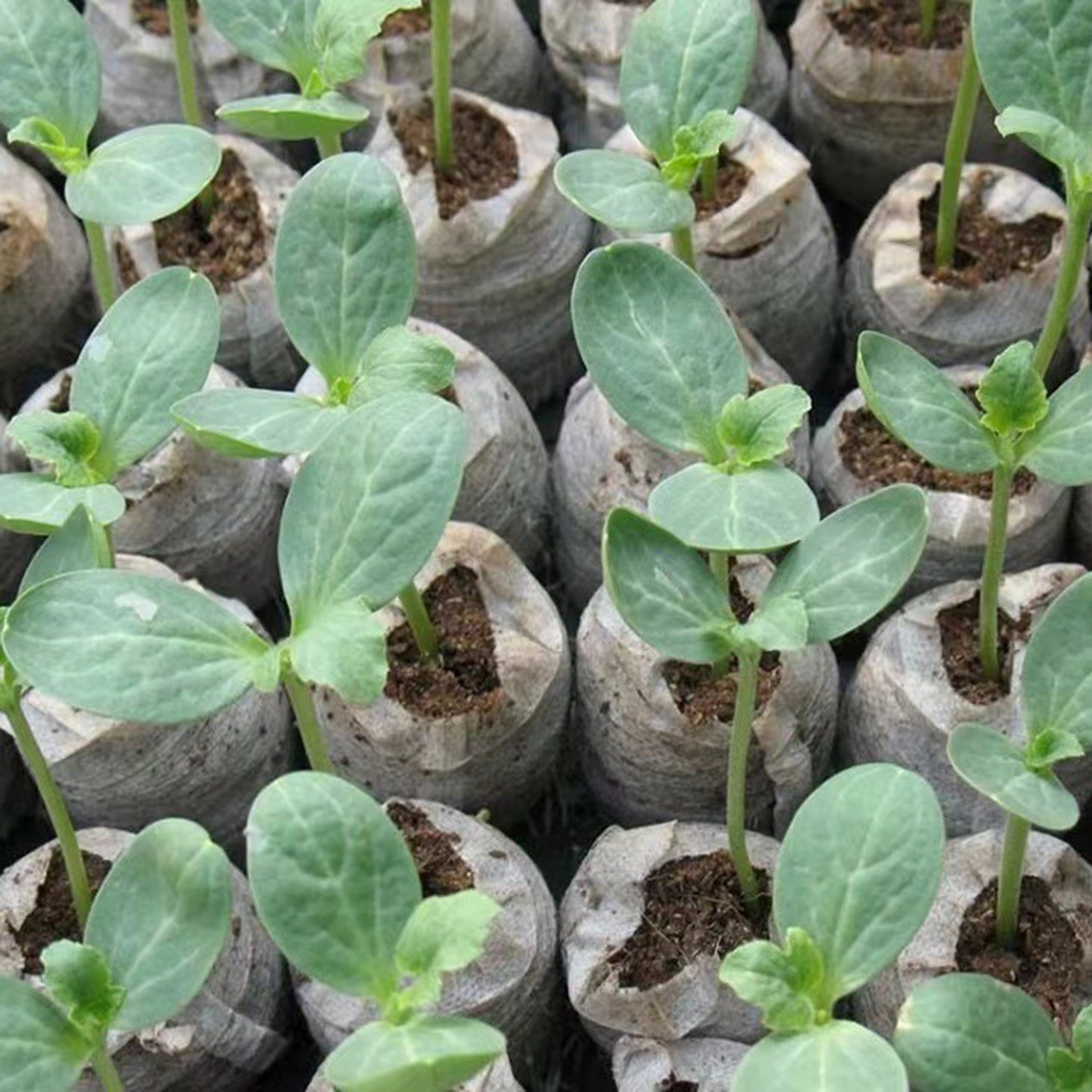 10/20/50pcs Plant Growth Bags  - Substrate Coconut Fiber incelemesi ve fiyatı